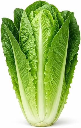 Giant Caeser Lettuce