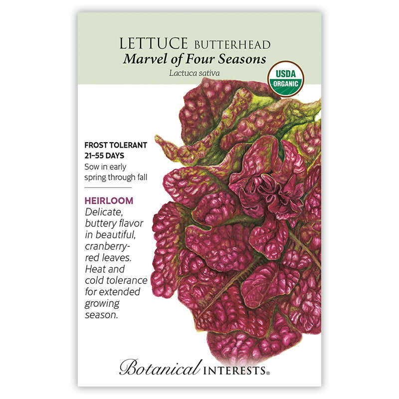 Marvel of Four Seasons Lettuce