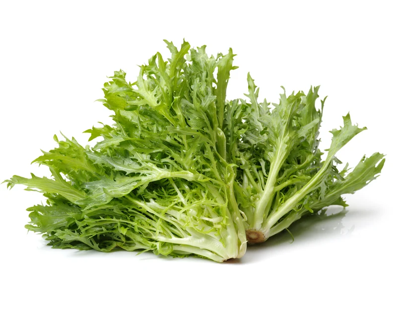 Curled Endive (Frisée)