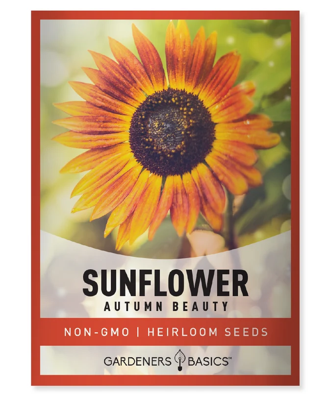 Autumn Beauty Sunflower