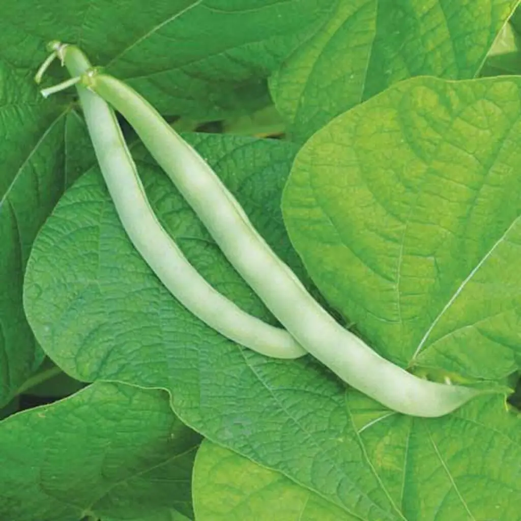 Burpee's Stringless Green Beans