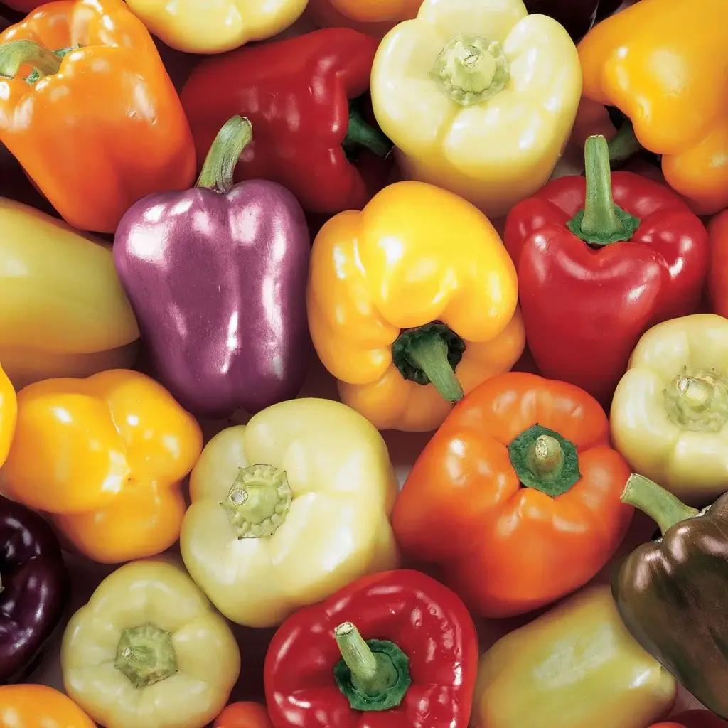 Carnival blend sweet pepper