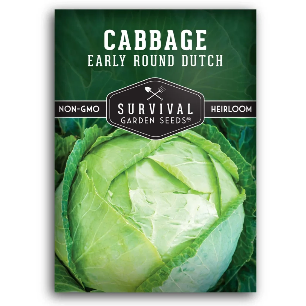 Early Round Dutch Cabbage