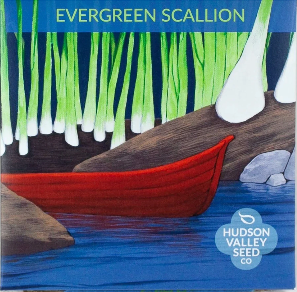 Evergreen Scallion