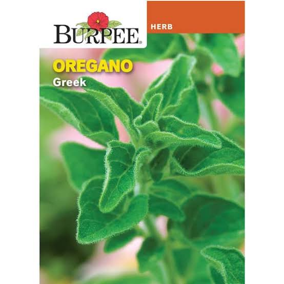 Greek oregano