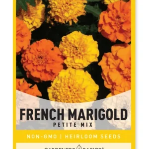 Petite French Marigold