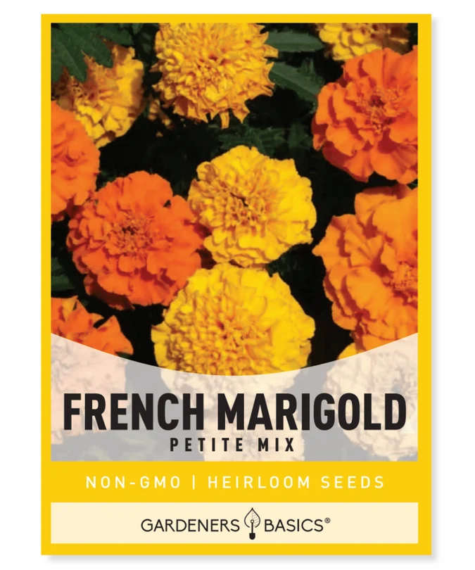 Petite French Marigold