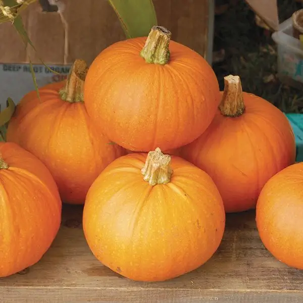 New England Pie Pumpkin