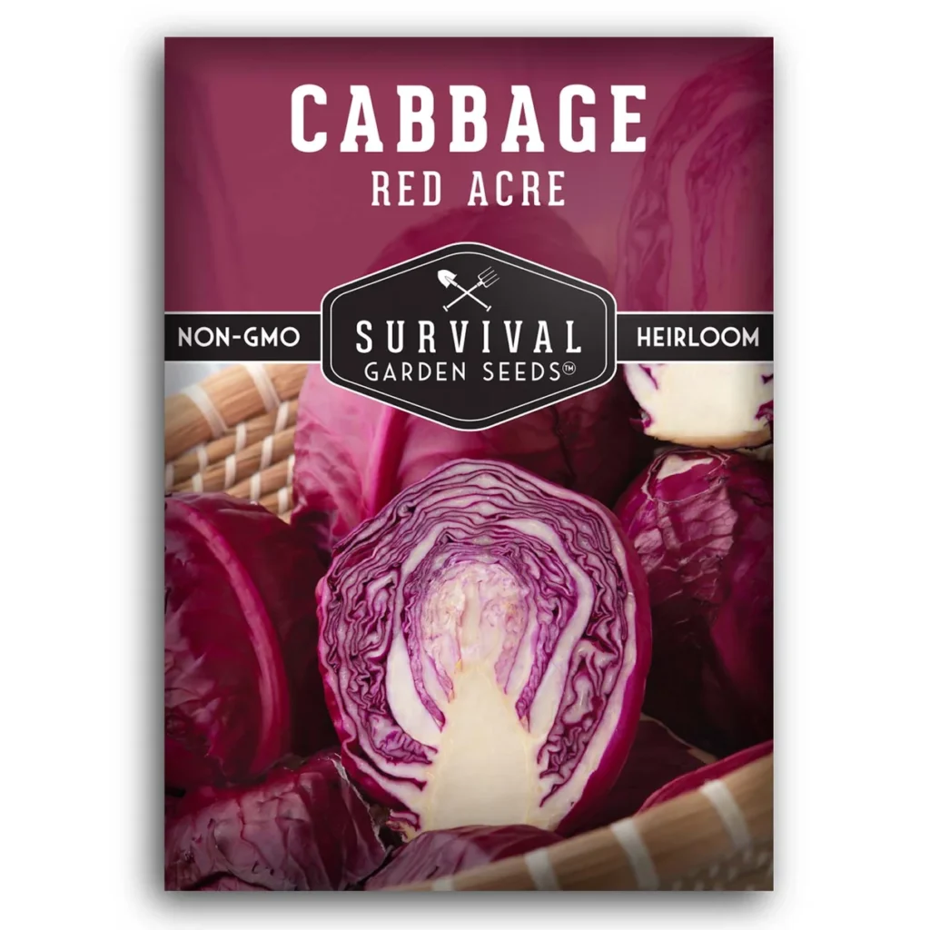 Red Acre cabbage