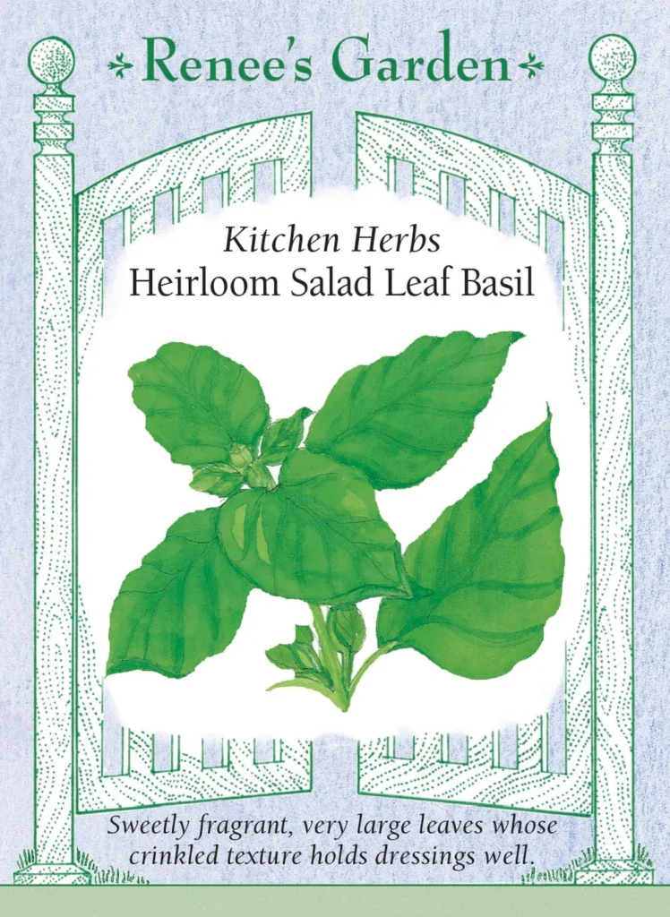 Kitchen Herbs Salad Leaf Basil