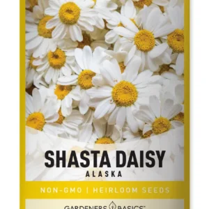 Alaska Shasta Daisy