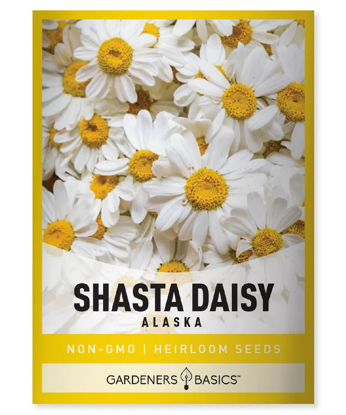 Alaska Shasta Daisy
