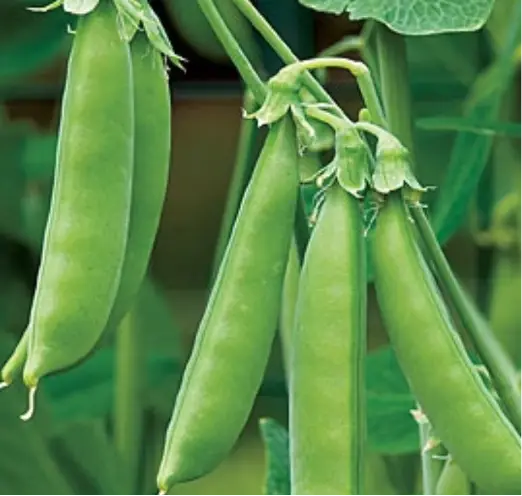 Blizzard Snow Pea