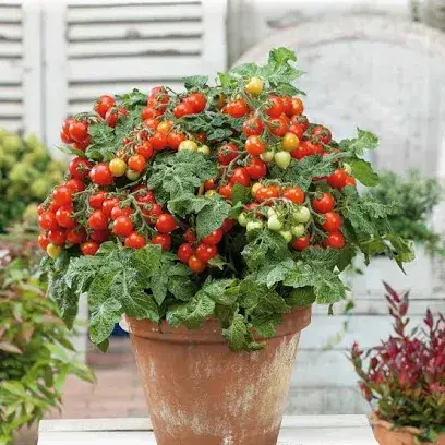 Tiny Tim cherry tomato